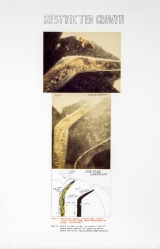1972 Restricted Growth - Expl. 26/50