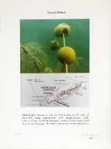 1975 Threaded Calabash (1969) - Expl. 73/75